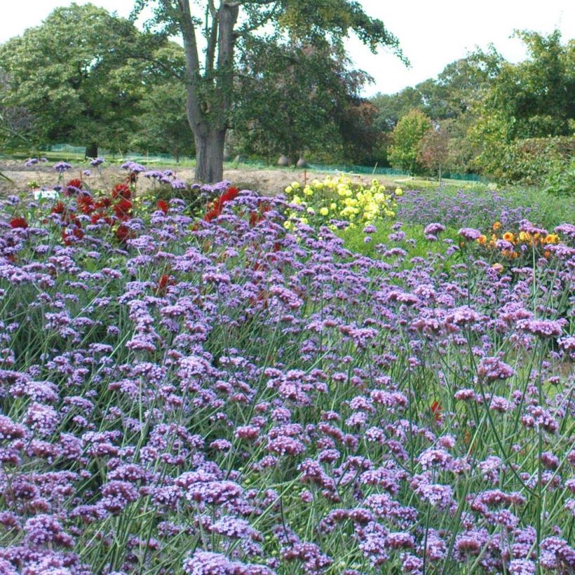 Verbena bonariensis - Verveine de Buenos Aires (Floraison)