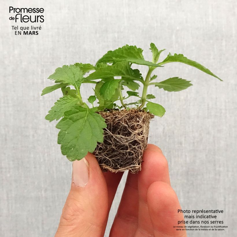 Spécimen de Verbena bonariensis Vanity - Verveine de Buenos Aires - Mini-motte Ø 3/4 cm tel que livré au printemps