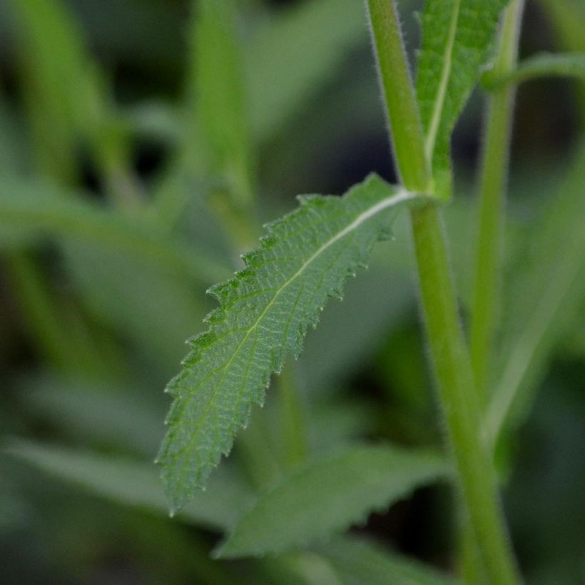 Verbena bonariensis - Verveine de Buenos Aires (Feuillage)