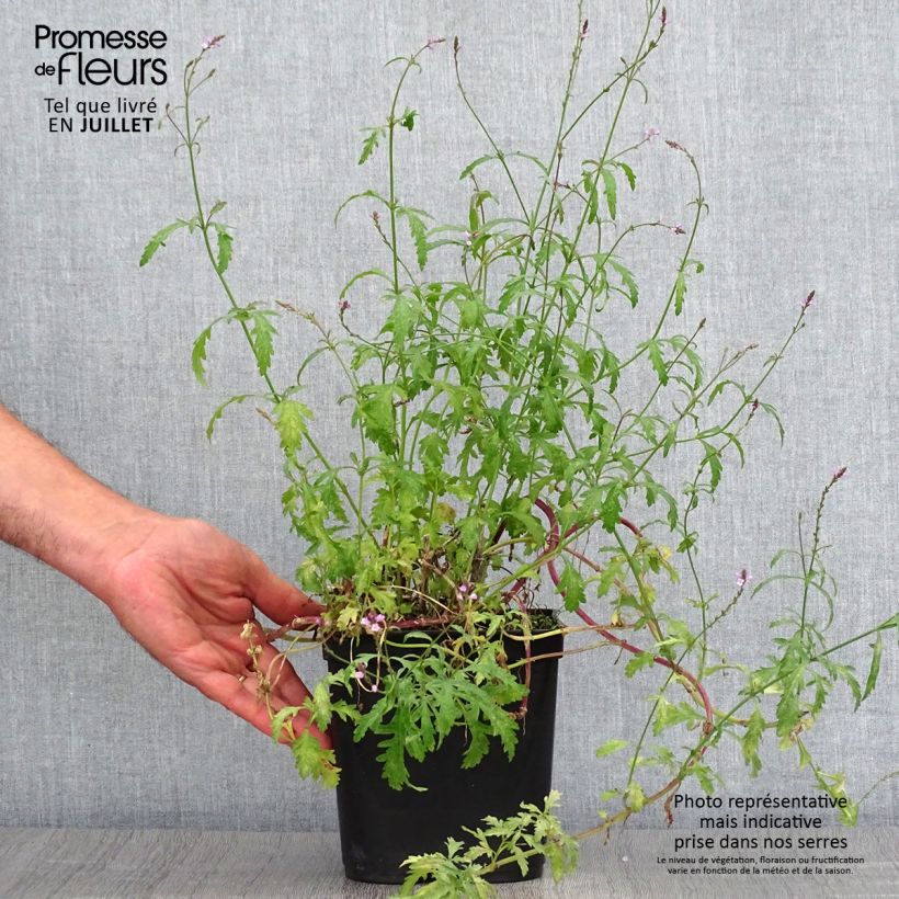Spécimen de Verbena officinalis Bampton - Verveine officinale Pot de 2L/3L tel que livré en été
