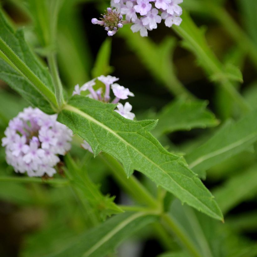 Verbena rigida Polaris, Verveine (Feuillage)