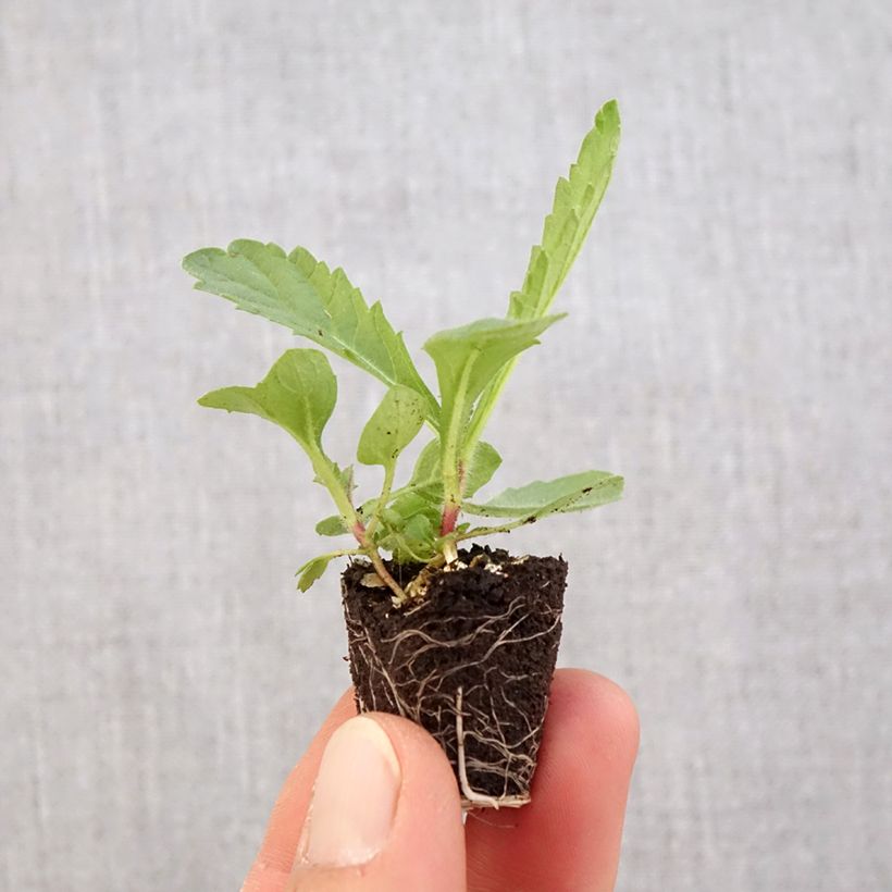 Spécimen de Verbena rigida Venosa - Verveine rugueuse en mini-motte de 4cm tel que livré au printemps