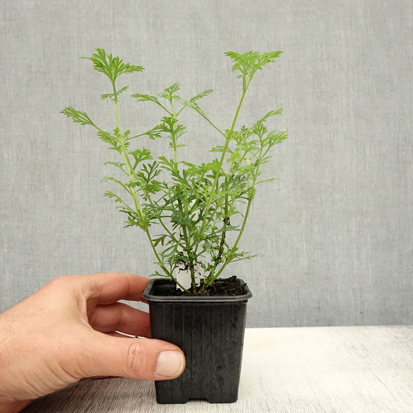 Spécimen de Verbena tenuisecta - Verveine mousse Godet de 8/9 cm tel que livré en automne
