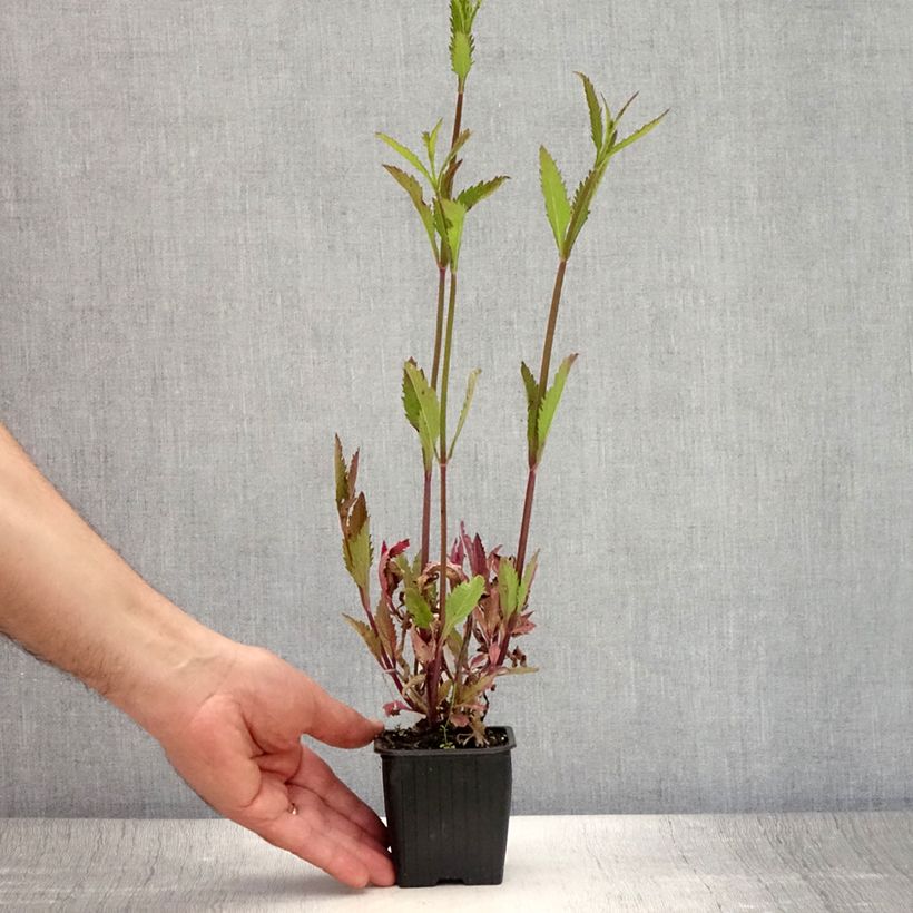 Spécimen de Verbena (x) macdougalii Lavender Spires - Verveine hybride Godet de 8/9 cm tel que livré en été