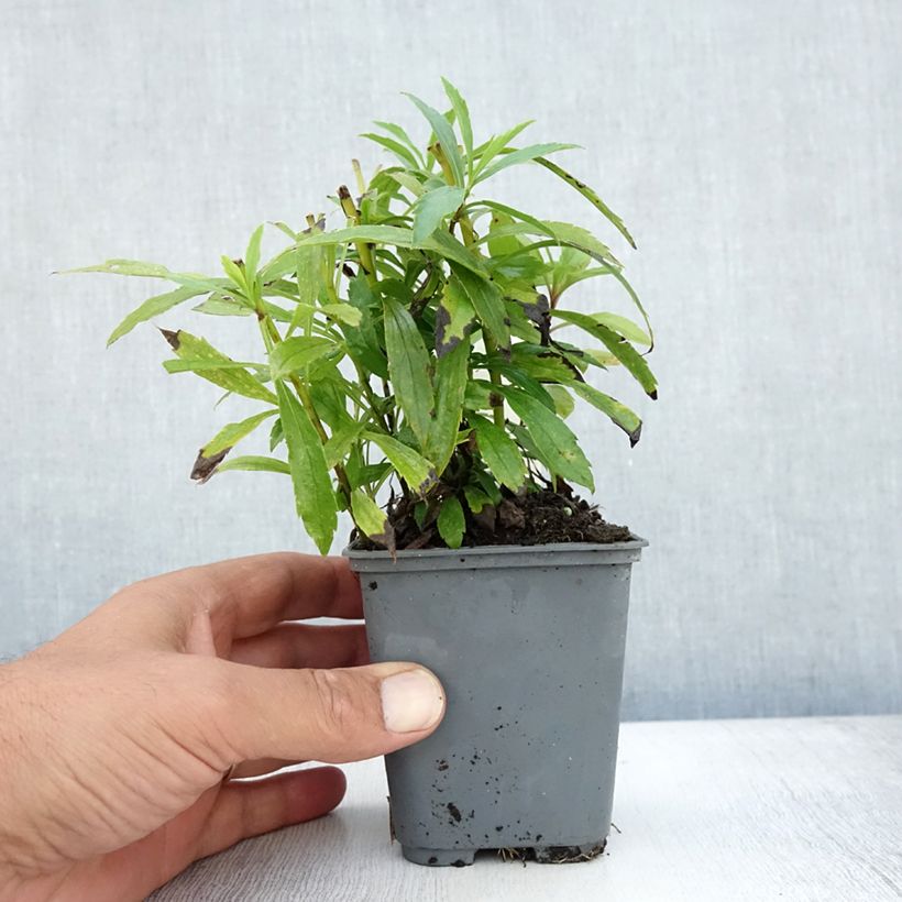 Spécimen de Verge d'or du Canada - Solidago canadensis Godet de 7/8 cm tel que livré en été
