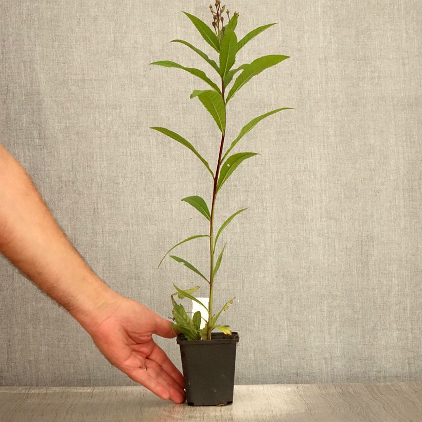 Spécimen de Vernonia arkansana - Vernone de l'Arkansas Godet de 8/9 cm tel que livré en été