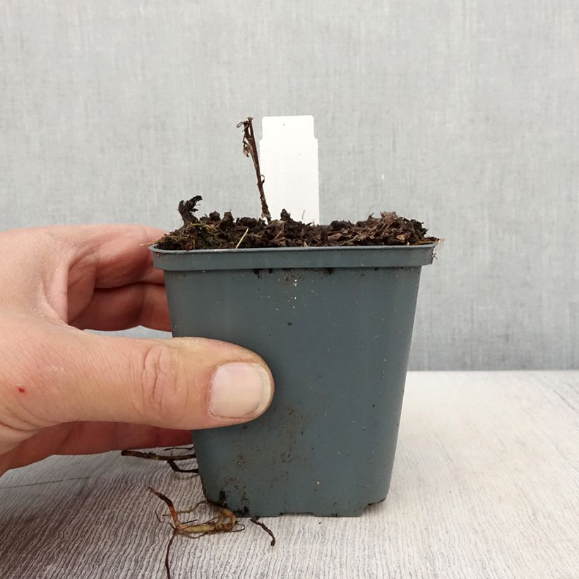 Spécimen de Vernonia arkansana - Vernone de l'Arkansas Godet de 8/9 cm tel que livré au printemps