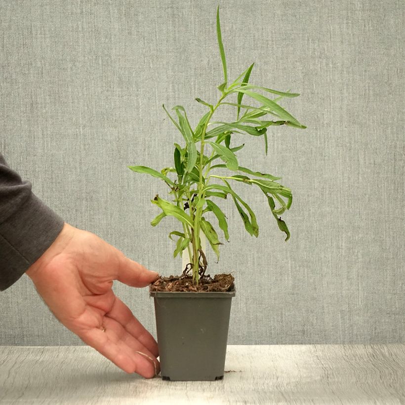Spécimen de Vernonia baldwinii Godet de 8/9 cm tel que livré en été