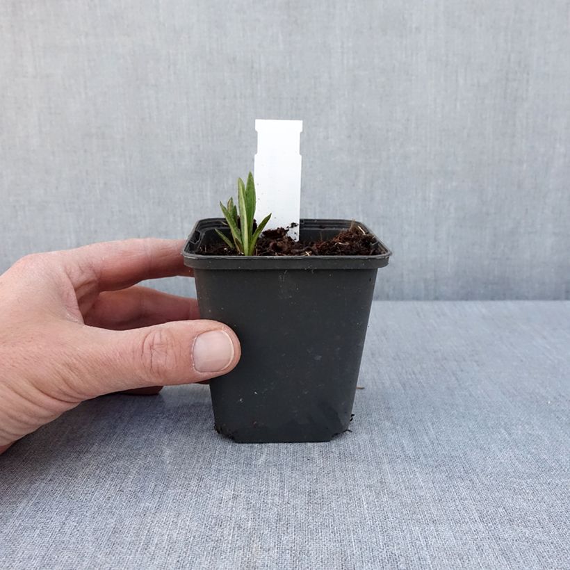 Spécimen de Vernonia baldwinii Godet de 8/9 cm tel que livré au printemps
