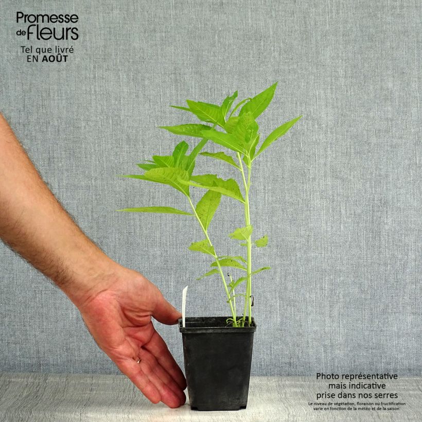 Spécimen de Vernonia crinita Alba - Vernone blanche Godet de 8/9 cm tel que livré en été