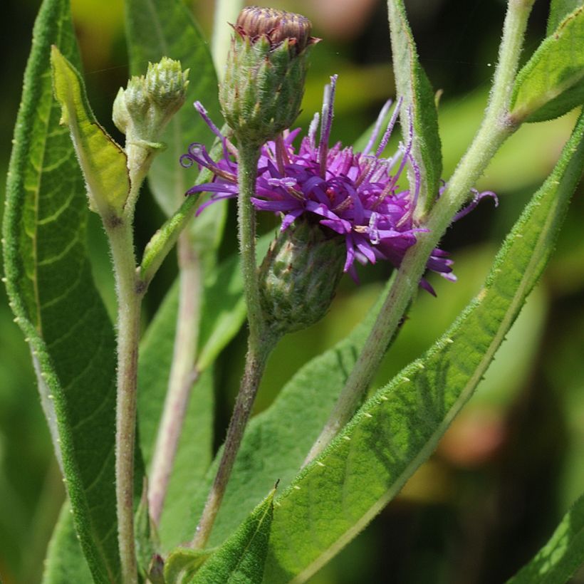 Vernonia gigantea - Vernonie géante (Feuillage)