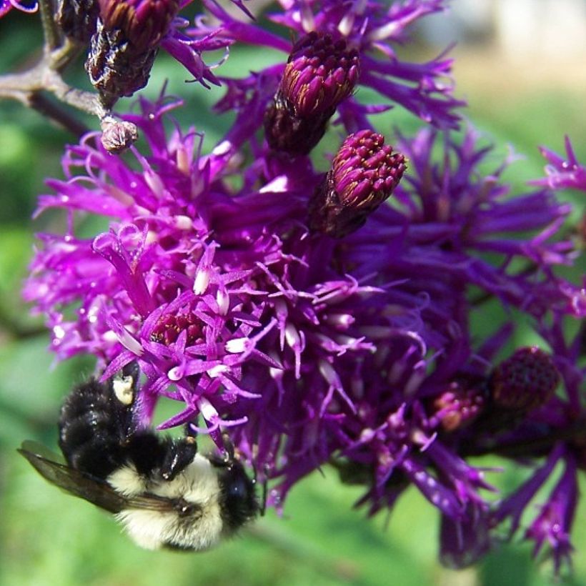 Vernonia gigantea - Vernonie géante (Floraison)