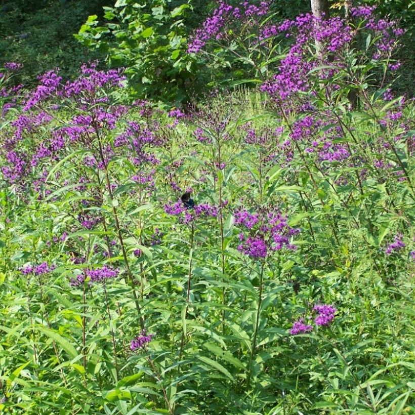 Vernonia gigantea - Vernonie géante (Port)