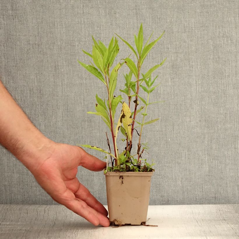 Spécimen de Vernonia gigantea - Vernonie géante Godet de 8/9 cm tel que livré en été