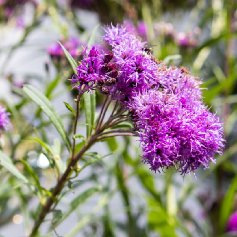 Vernonia lettermannii - Vernone de Letterman (Floraison)