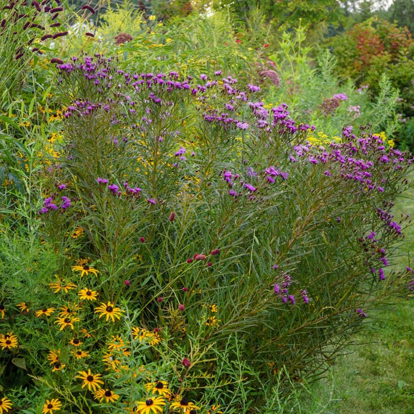 Vernonia lettermannii - Vernone de Letterman (Port)