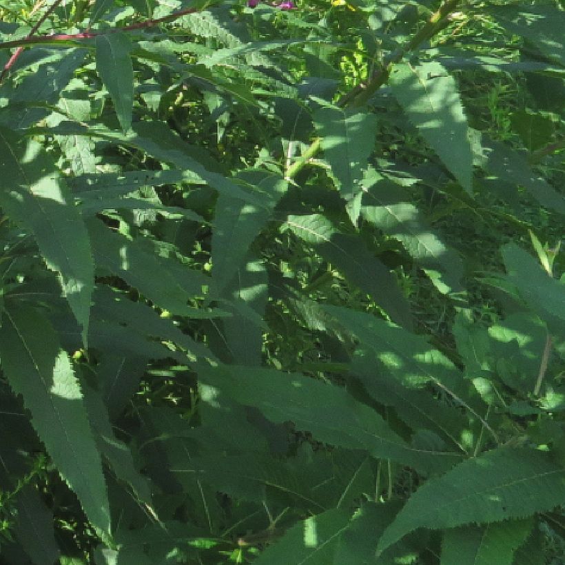 Vernonia missurica - Vernone du Missouri (Feuillage)