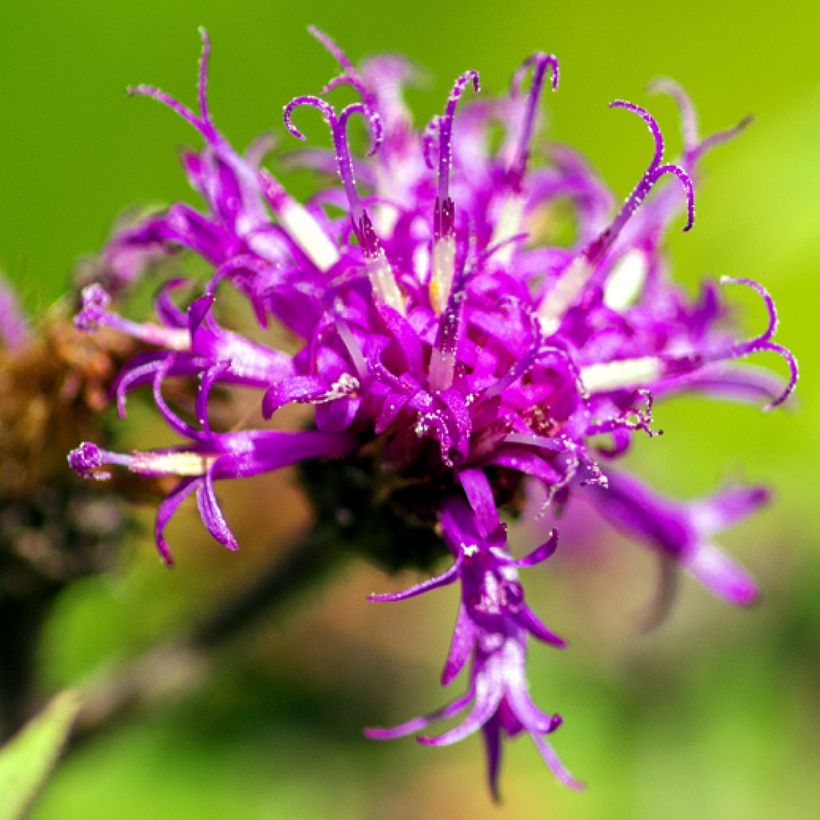 Vernonia missurica - Vernone du Missouri (Floraison)