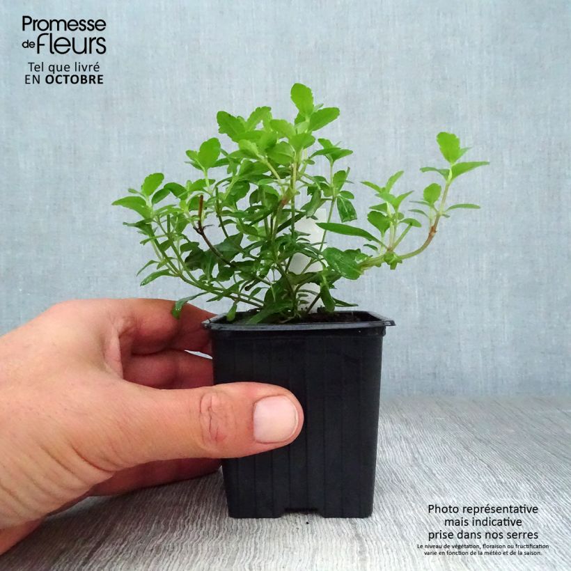 Spécimen de Veronica austriaca Royal Blue - Véronique d'Autriche Godet de 8/9 cm tel que livré en automne