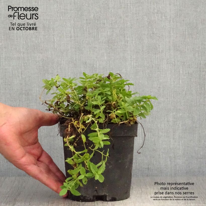 Spécimen de Veronica austriaca Royal Blue - Véronique d'Autriche Pot de 2L/3L tel que livré en automne