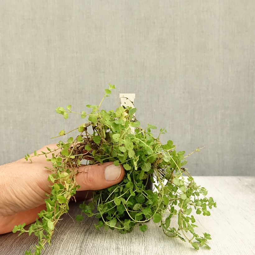 Spécimen de Veronica filiformis - Véronique filiforme Godet de 8/9 cm tel que livré en automne
