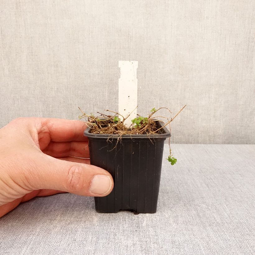 Spécimen de Veronica filiformis - Véronique filiforme - Godet de 8/9 cm tel que livré au printemps