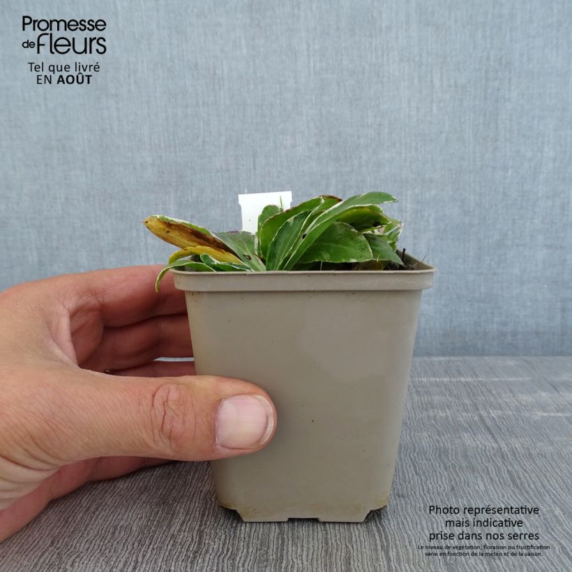 Spécimen de Veronica gentianoides Variegata - Véronique du Caucase Godet de 8/9 cm tel que livré en été