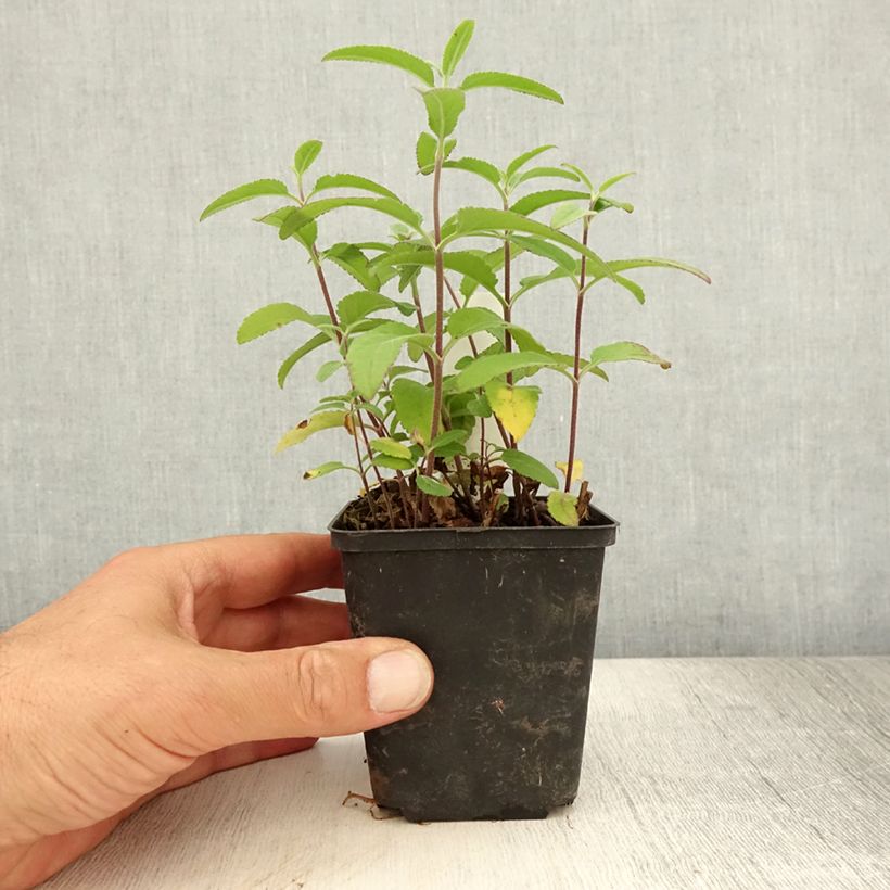 Spécimen de Veronica longifolia Candied Candle - Véronique à longues feuilles Godet de 8/9 cm tel que livré en été