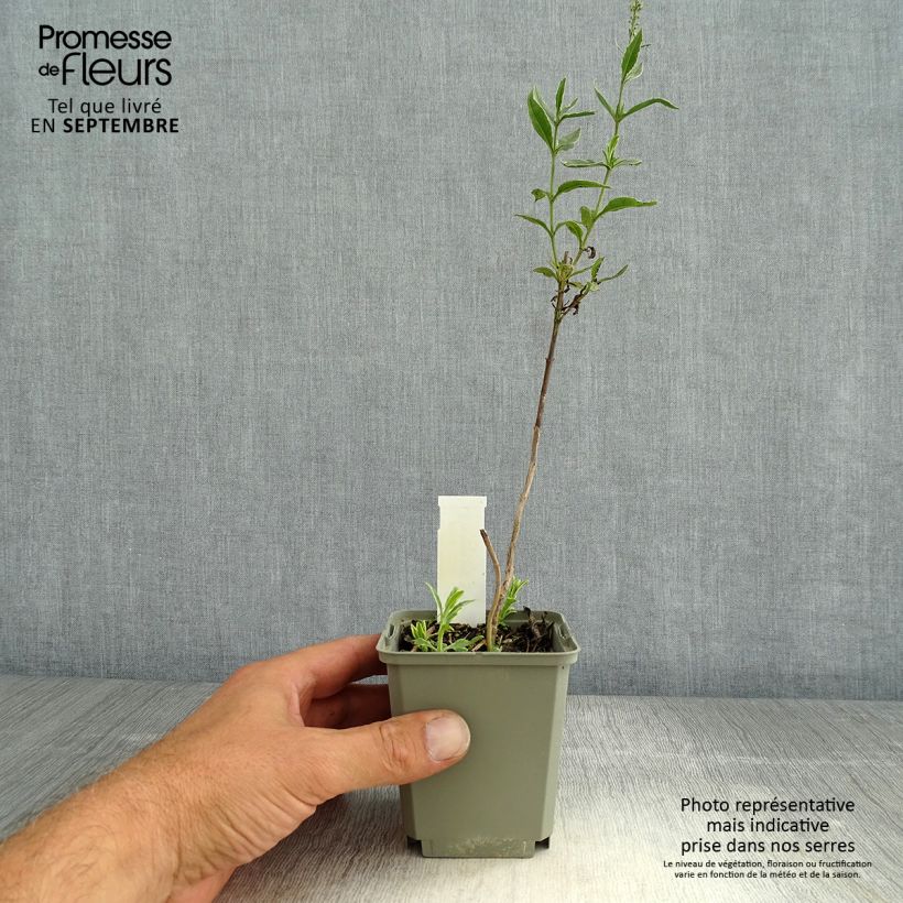 Spécimen de Veronica longifolia Charlotte® - Véronique à grandes feuilles Godet de 8/9 cm tel que livré en été