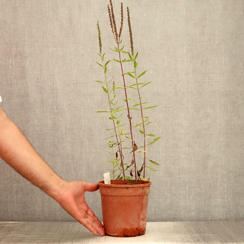 Spécimen de Veronica longifolia First Glory - Véronique à longues feuilles - Pot de 2L/3L tel que livré en été