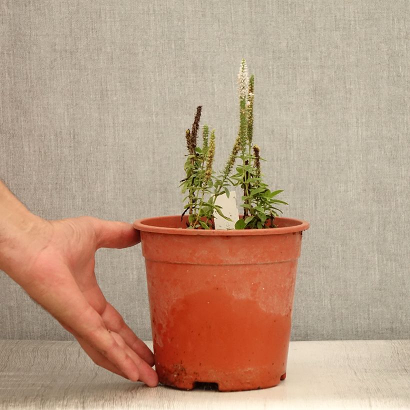 Spécimen de Veronica longifolia First Lady - Véronique à longues feuilles - Pot de 2L/3L tel que livré en été