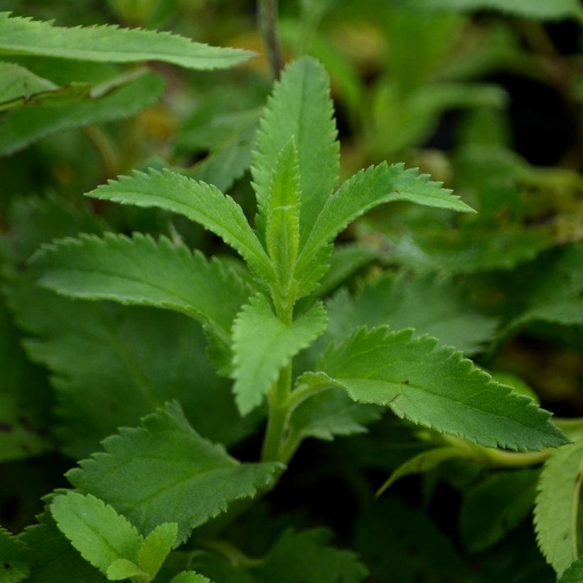 Veronica longifolia - Véronique à longues feuilles (Feuillage)