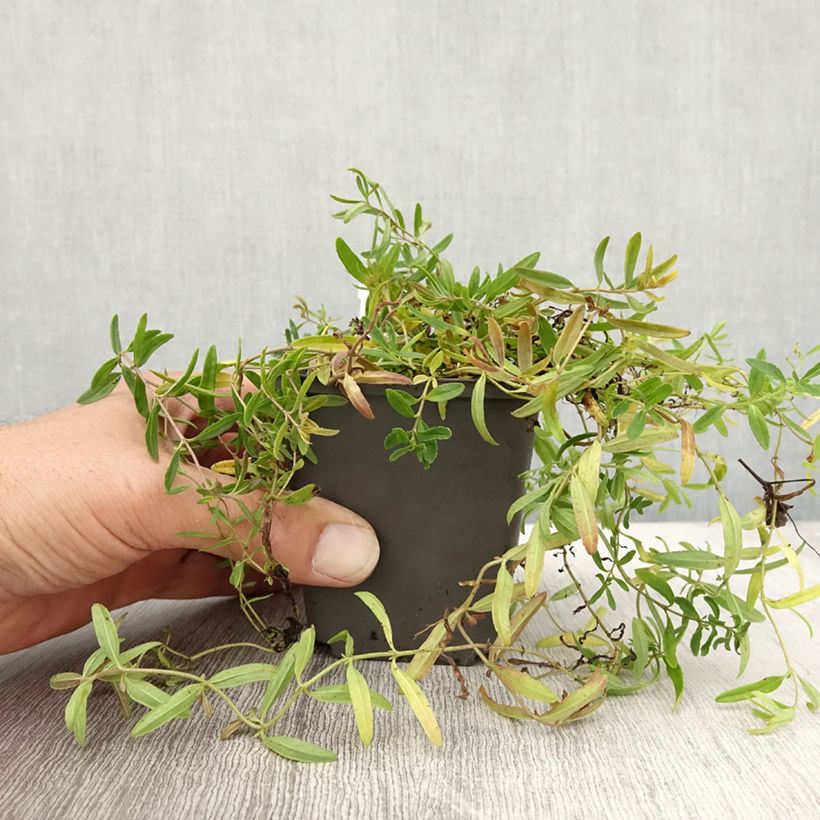 Spécimen de Veronica prostrata Alba - Véronique prostrée blanche  Godet de 8/9 cm tel que livré en automne