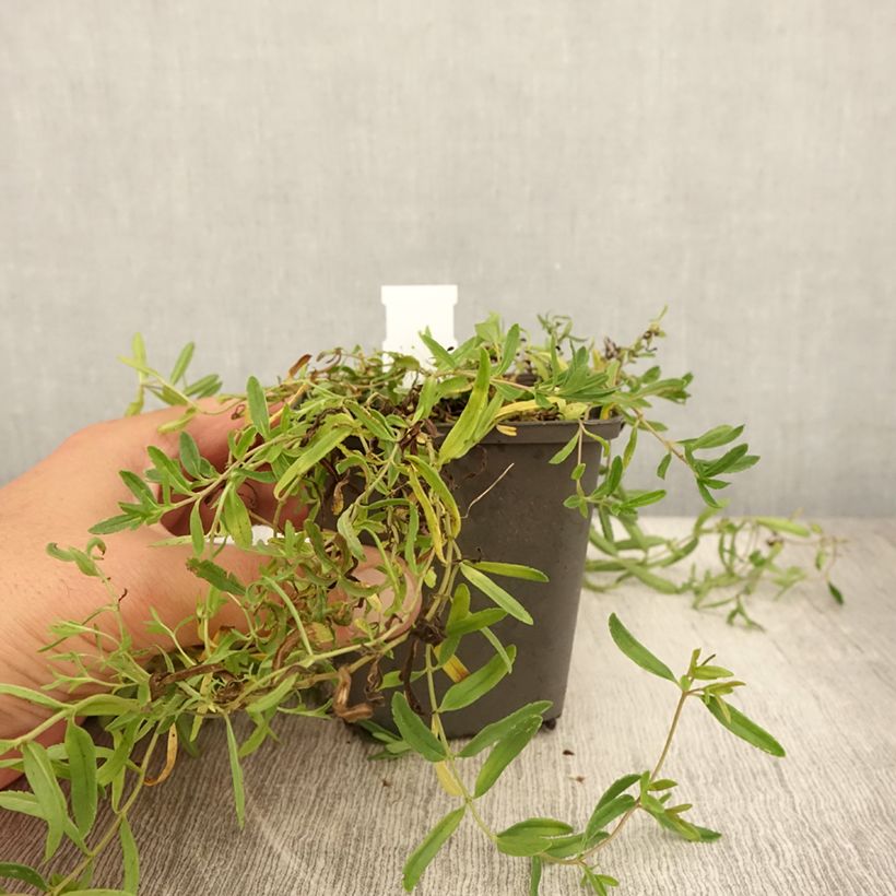 Spécimen de Veronica prostrata Alba - Véronique prostrée blanche  Godet de 8/9 cm tel que livré en été