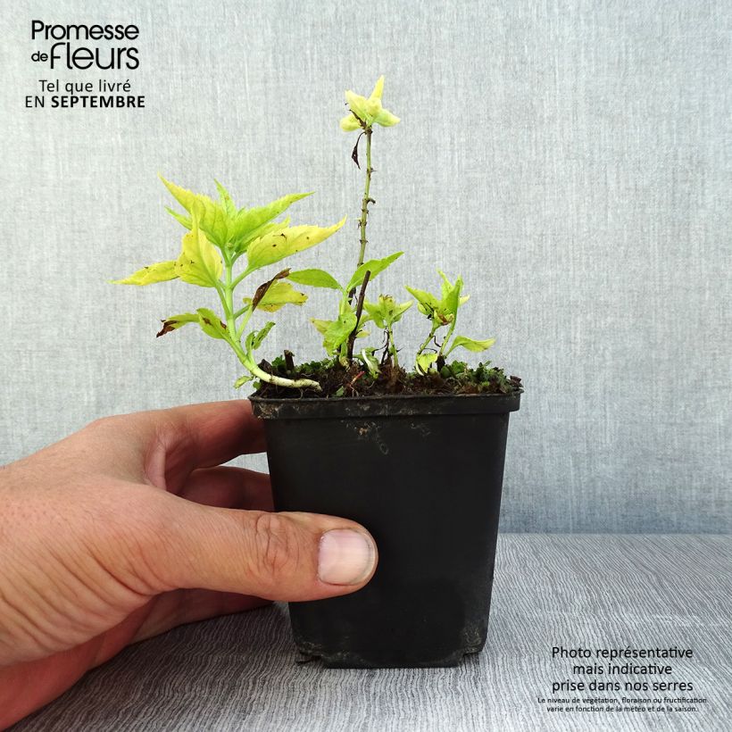 Spécimen de Veronica spicata Alba - Véronique en épis blanche Godet de 8/9 cm tel que livré en été