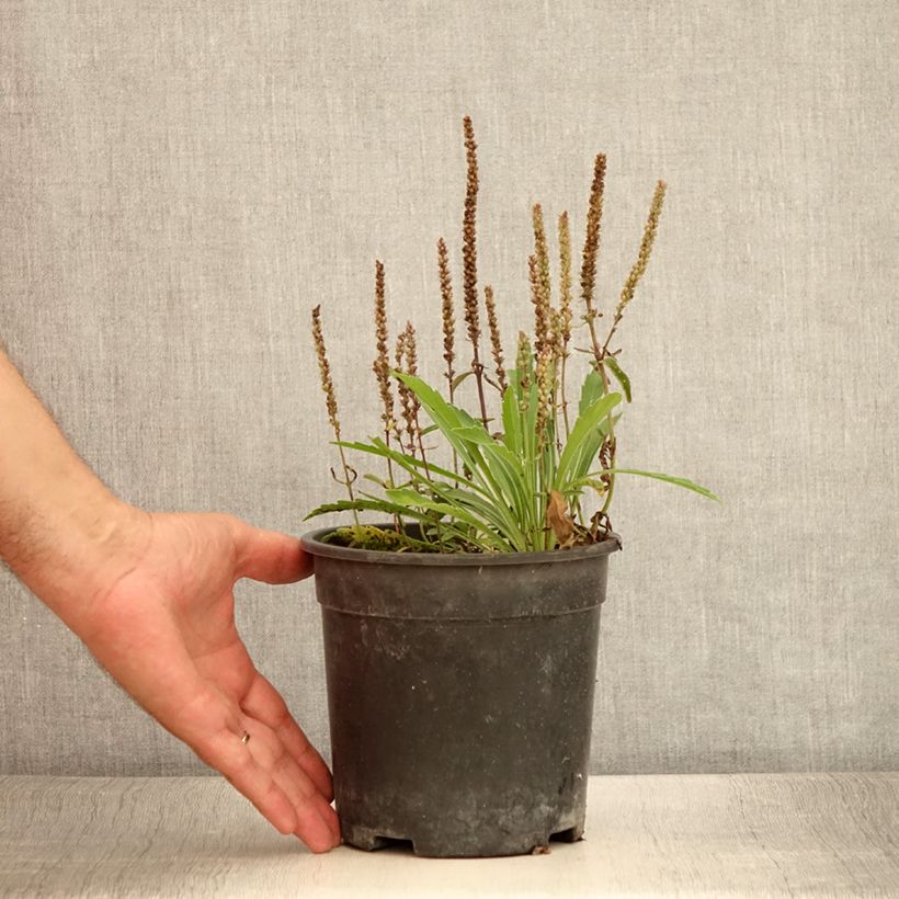 Spécimen de Veronica spicata Baby Blue - Véronique en épis - Pot de 2L/3L tel que livré en été