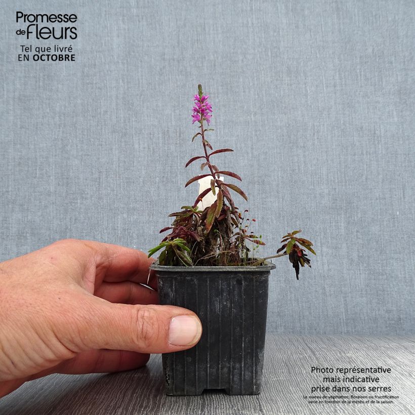 Spécimen de Veronica spicata Barcarolle - Véronique en épi Barcarolle Godet de 8/9 cm tel que livré en automne