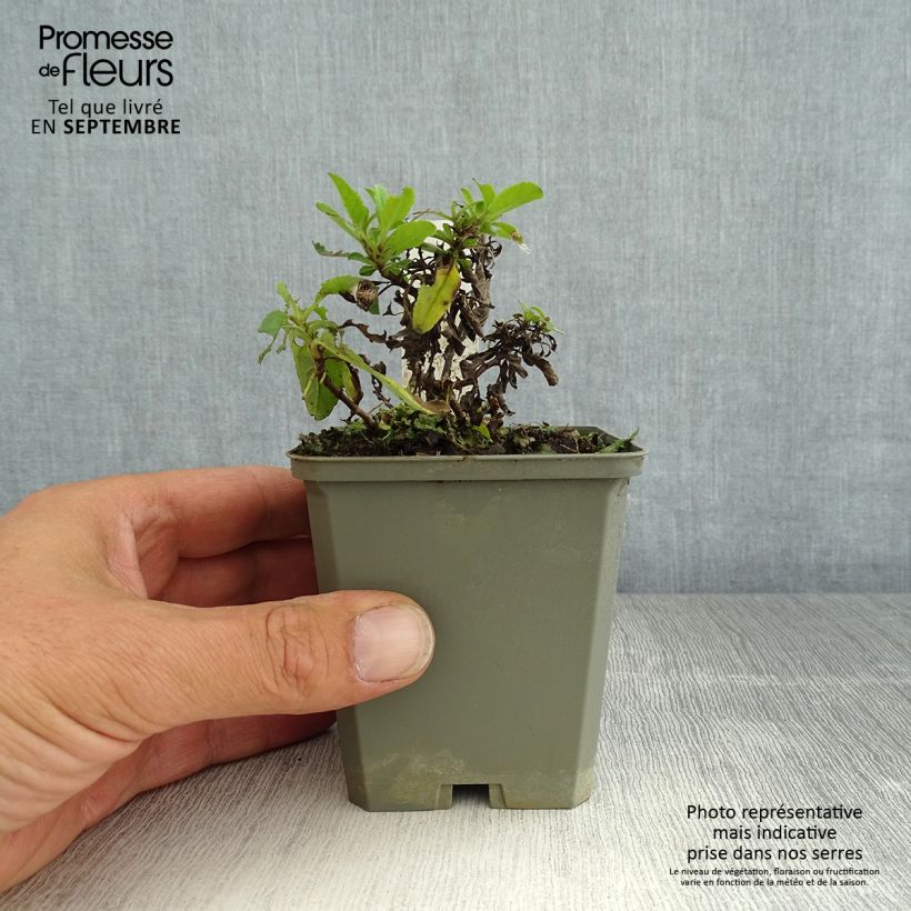 Spécimen de Veronica spicata Erika - Véronique en épis Erika Godet de 8/9 cm tel que livré en été