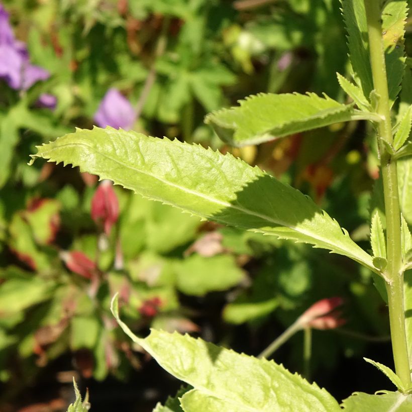 Veronica spicata Icicle - Véronique en épis Icicle (Feuillage)