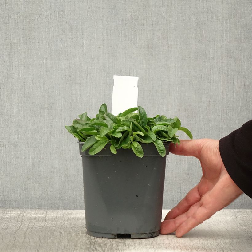 Spécimen de Veronica spicata Nana Blue - Véronique en épis Pot de 2L/3L tel que livré en automne