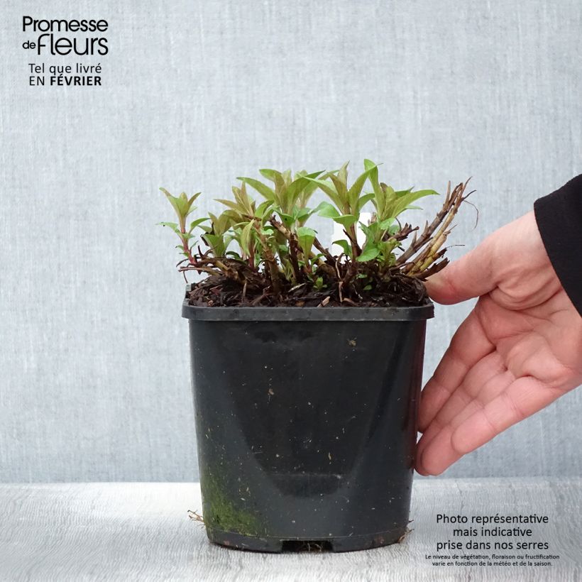 Spécimen de Veronica spicata Royal Candles - Véronique en épis Pot de 1,5L/2L tel que livré en hiver