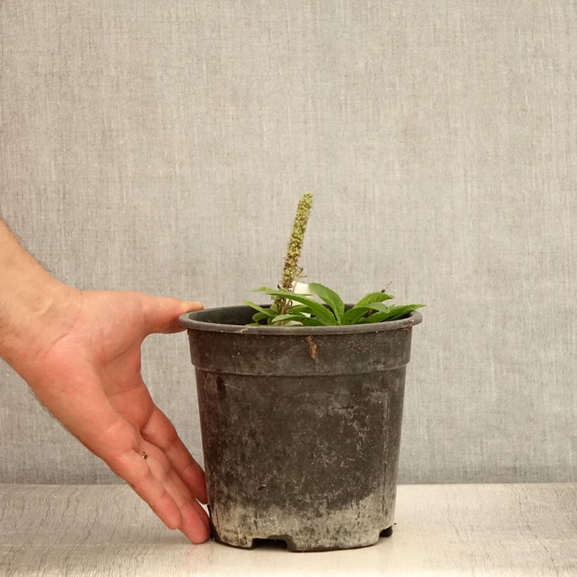 Spécimen de Veronica spicata Ulster Dwarf Blue - Véronique en épis - Pot de 2L/3L tel que livré en été
