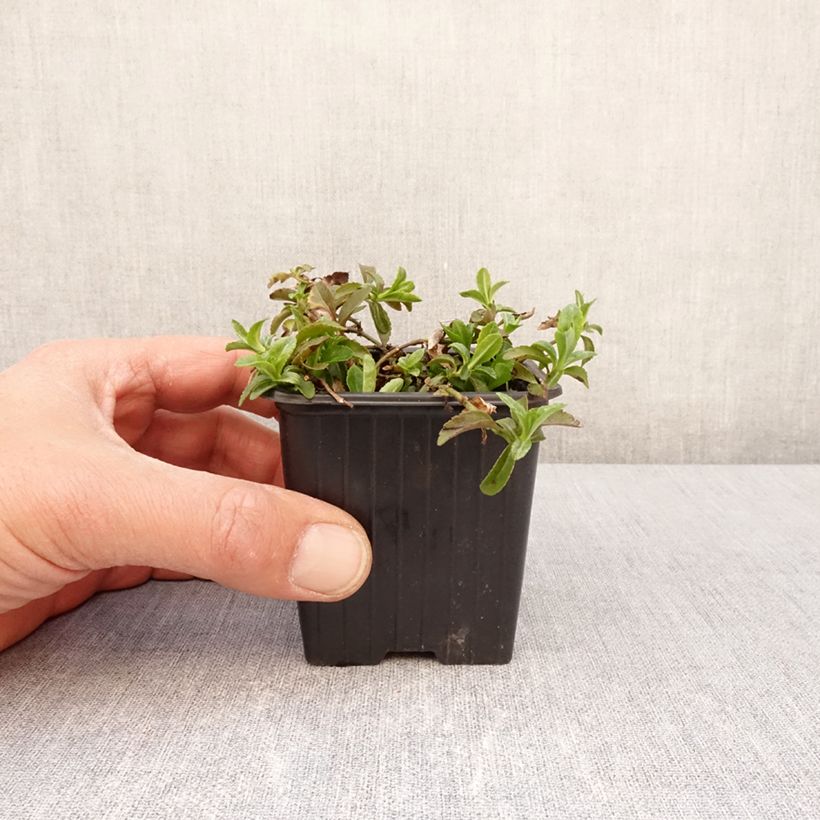 Spécimen de Veronica x cantiana Kentish Pink - Véronique - Godet de 8/9 cm tel que livré au printemps