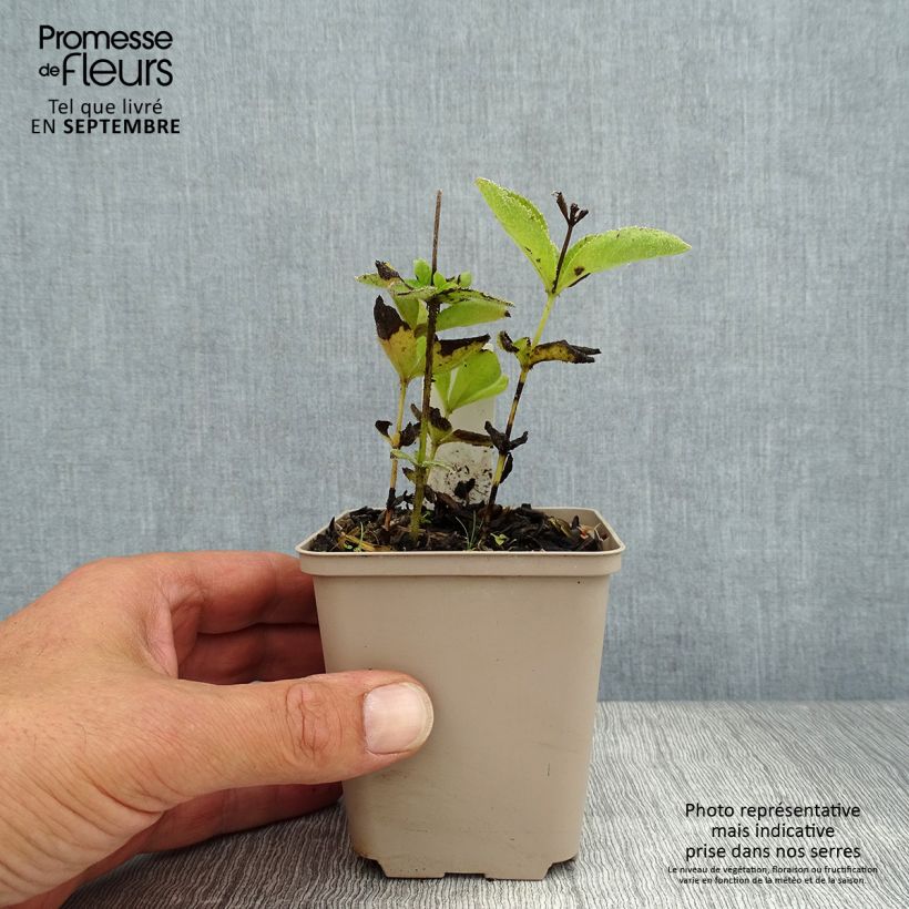 Spécimen de Veronicastrum sibiricum - Véronique de Sibérie Godet de 8/9 cm tel que livré en été