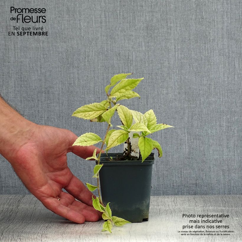Spécimen de Veronicastrum villosulum Godet de 8/9 cm tel que livré en été