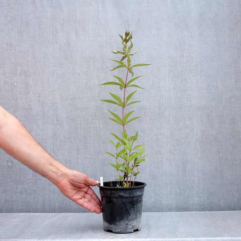 Spécimen de Veronicastrum virginicum Adoration - Véronique de Virginie Pot de 2L/3L tel que livré au printemps