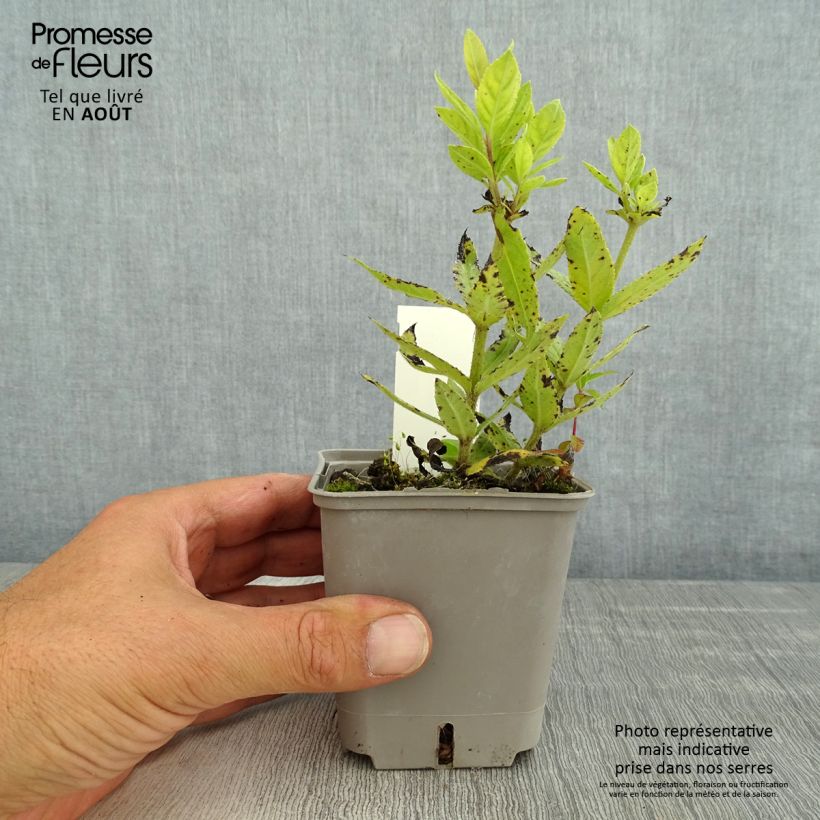 Spécimen de Veronicastrum virginicum Challenger - Véronique de Virginie Godet de 8/9 cm tel que livré en été