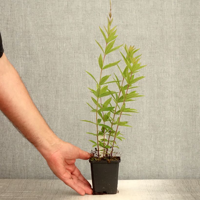 Spécimen de Veronicastrum virginicum Diana - Véronique de Virginie Godet de 8/9 cm tel que livré en été