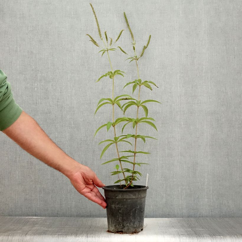 Spécimen de Veronicastrum virginicum Fascination - Véronique de Virginie Pot de 2L/3L tel que livré en été