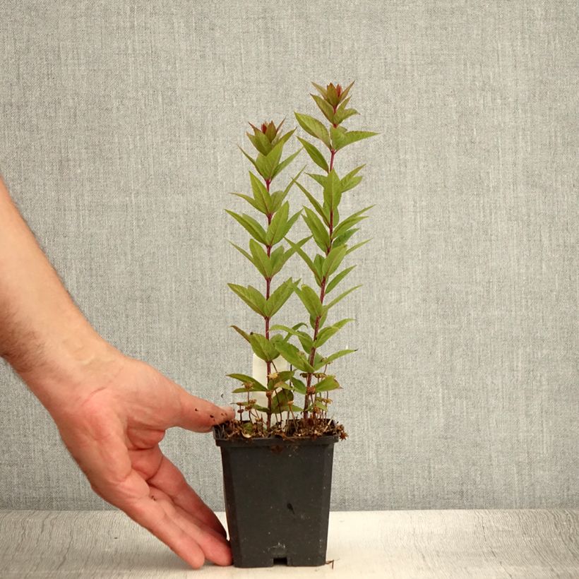 Spécimen de Veronicastrum virginicum Kleine Erika - Véronique de Virginie Godet de 8/9 cm tel que livré en été